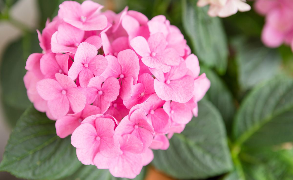 Ammirare lo splendore dei fiori, vacanza a Schenna